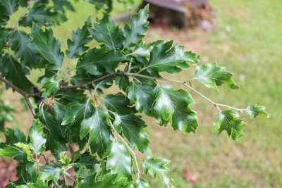 Fagus sylvatica 'Quercifolia' - buk lesní - listy